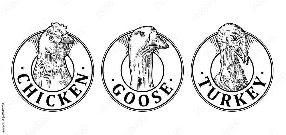 Turkey, Chicken and Goose head with lettering. Vintage vector engraving - obrazy, fototapety, plakaty 