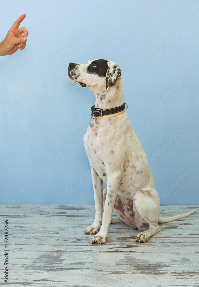 sitting on hind legs English pointer womens hand shows finger to it