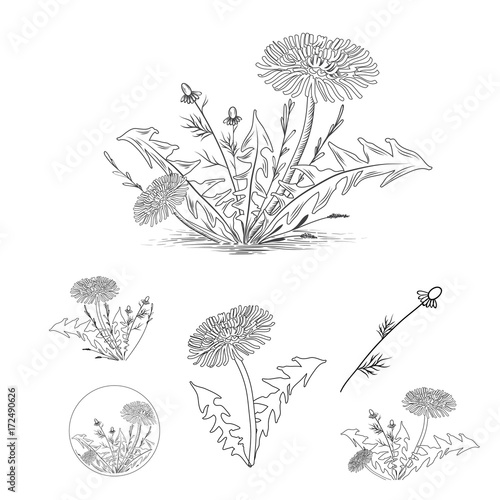 Fototapeta Naklejka Na Ścianę i Meble -   Vintage Draw of Dandelion and Other Herbs Set