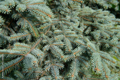 Fluffy branches of a blue spruce - Fir tree close. Lovely delicate luxurious spruce needles. 