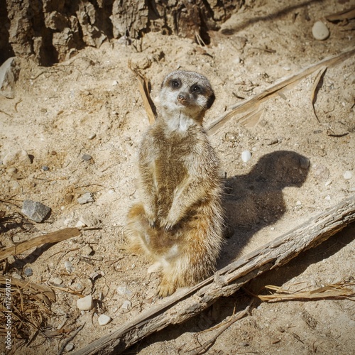 Cute Surakat or Meerkat photo