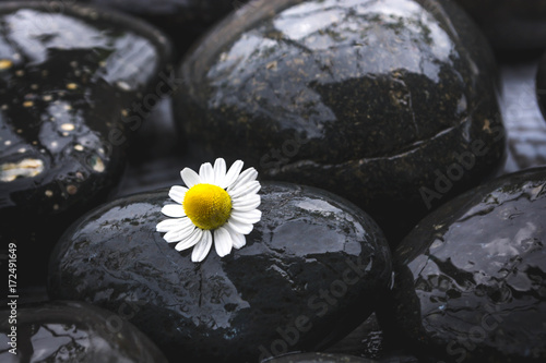 Black stones with a flower 2