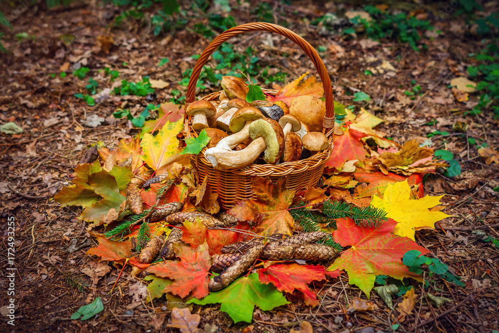 Basket with mushrooms in autumn forest. Autumn harvest, gifts of forest. Basket with mushrooms in autumn forest. Autumn harvest, gifts of forest.