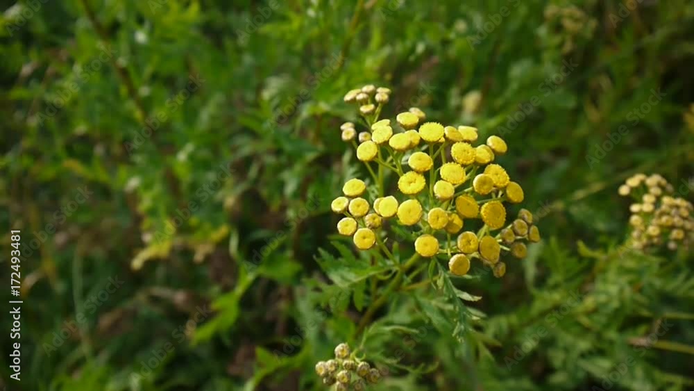 Bitter golden buttons of Tanacetum vulgare yellow flower shrub on the wind HD footage - Tansy perennial herbaceous flowering plant. Static camera Bitter golden buttons of Tanacetum vulgare yellow flower shrub on the wind HD footage - Tansy perennial herbaceous flowering plant. Static camera