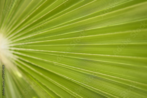 Palm branch texture macro background closeup.