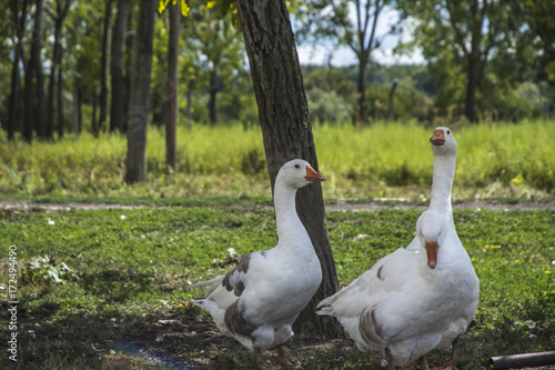 white geese © Devian Black