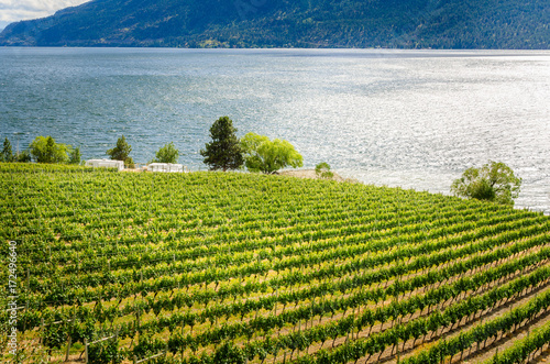 Lakeside Vineyard warmly Lit by a Setting Sun. Okaganan Lake, BC, Canada photo