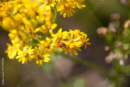 Yellow Flower Macro with Beetle