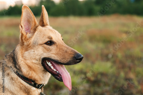 Close up portrait of a dog standing in grass