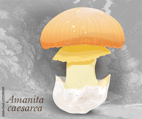 Amanita caesarea, vector design with grey backgroung