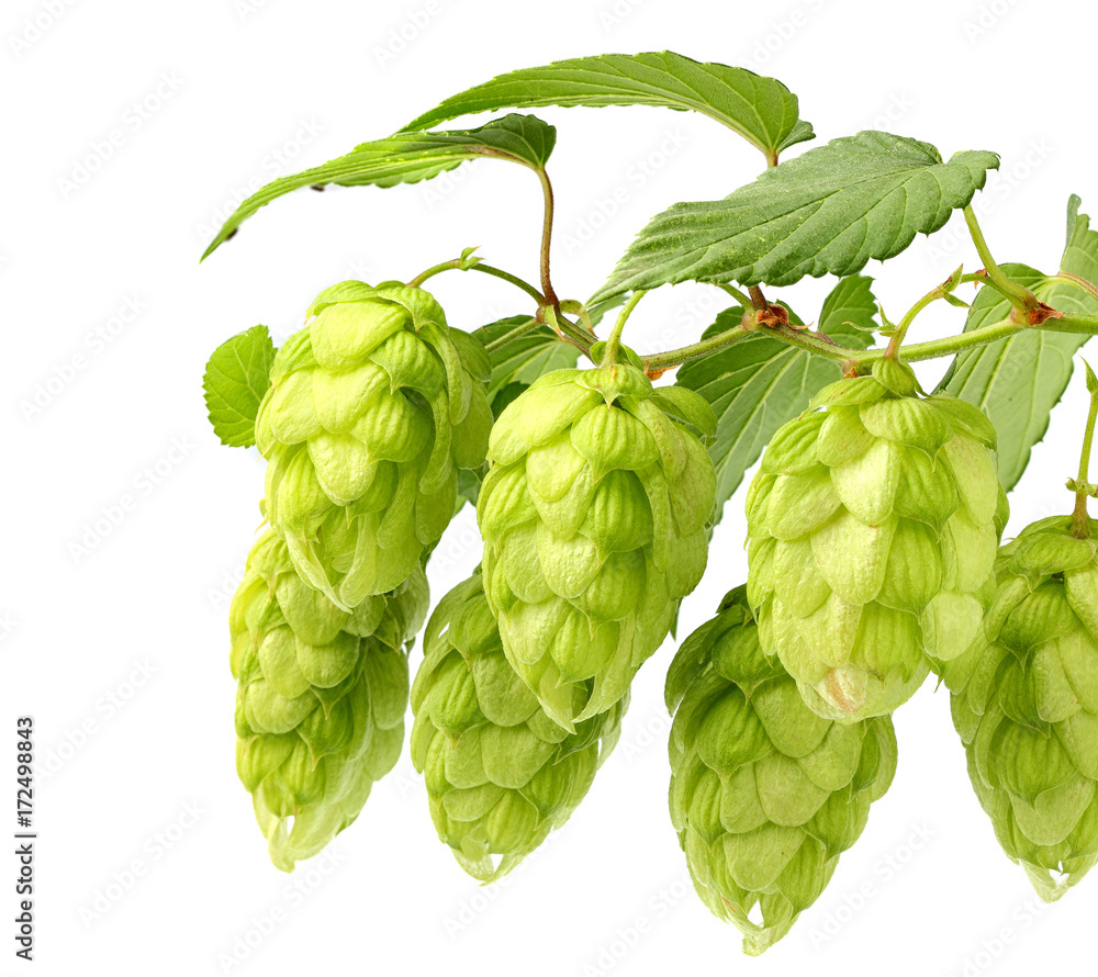 Hanging fresh branches hop with leaves isolated. Hanging fresh branches hop with leaves isolated.