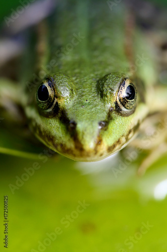 Kissable frog