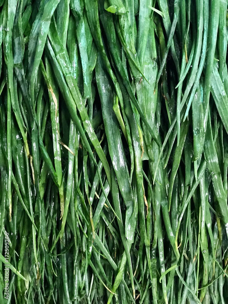 Fototapeta premium green onion