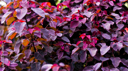 Red leaves