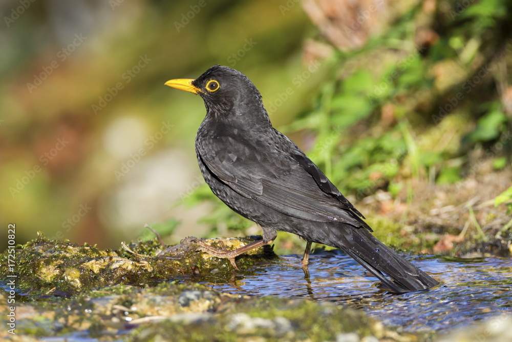 Eurasian or common blackbird, turdus merula Eurasian or common blackbird, turdus merula