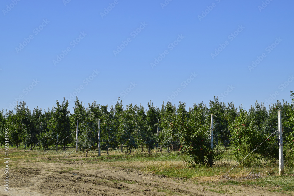 Apple orchard. Rows of trees and the fruit of the ground under t