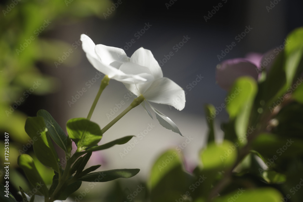 Obraz premium ASU Flowers