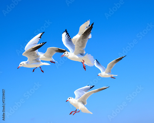 A flock of white gulls floating in the air