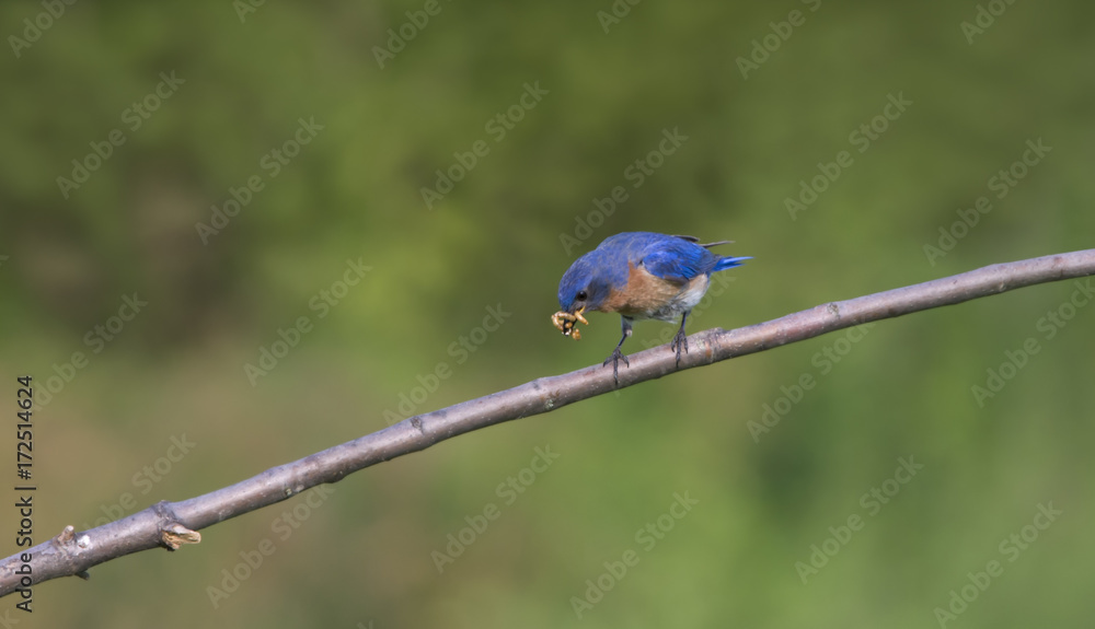Obraz premium Male Bluebird with a Mouthful of Worms