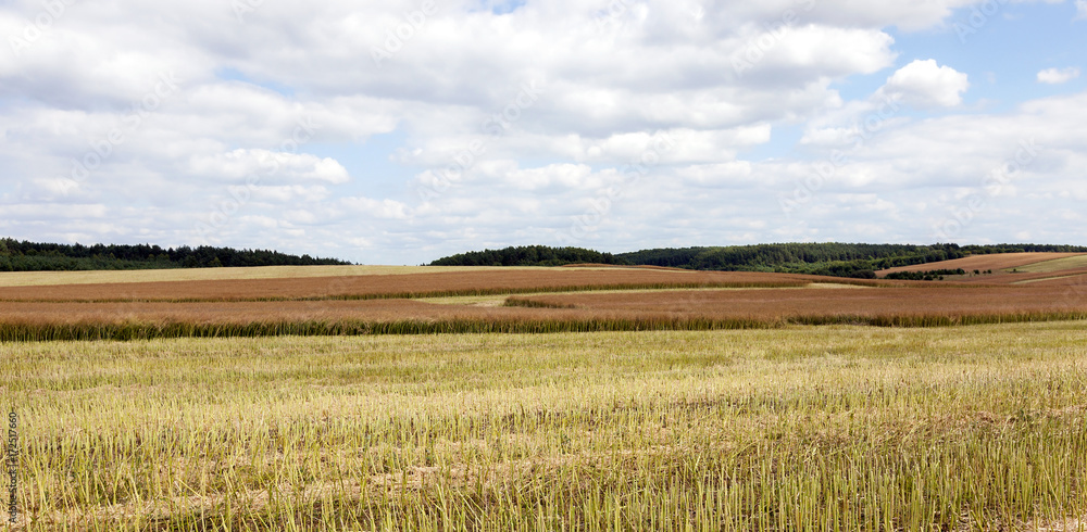Rapeseed field landscape