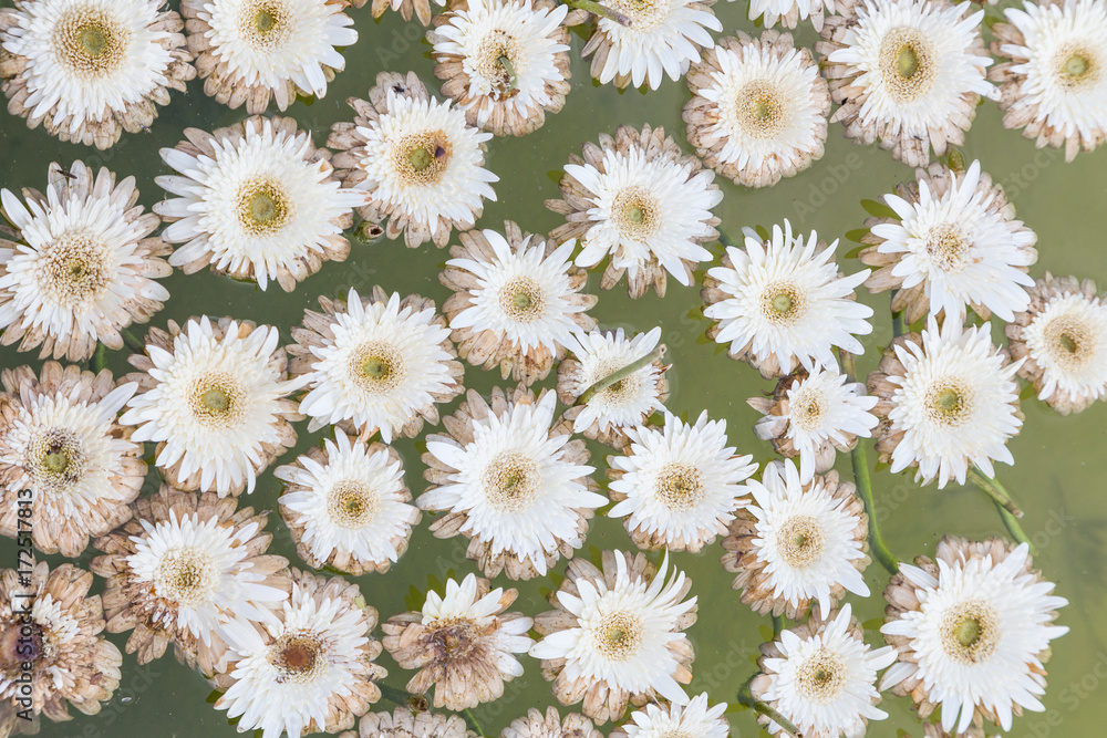 white flowers float on aqua white flowers float on aqua