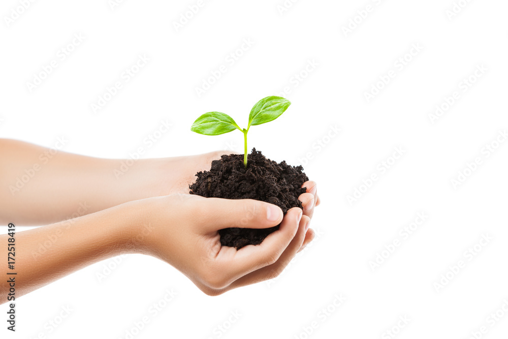 Human hand holding green sprout leaf growth at dirt soil Human hand holding green sprout leaf growth at dirt soil