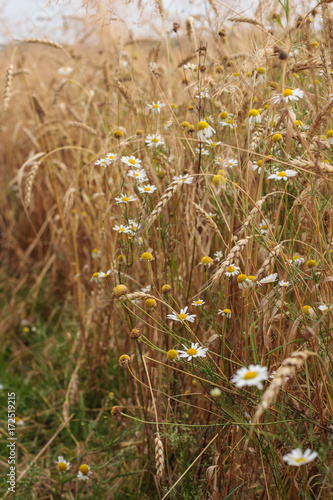wheat ears and white daisies glow in the bright summer sunshine