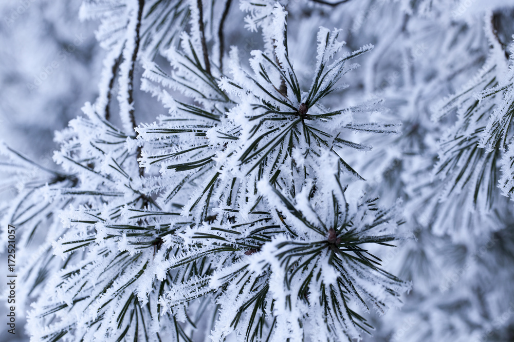 Pine forest, close-up Pine forest, close-up