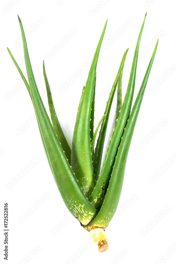 Aloe vera plant isolated on white background.Aloe vera isolated Aloe vera plant isolated on white background.Aloe vera isolated