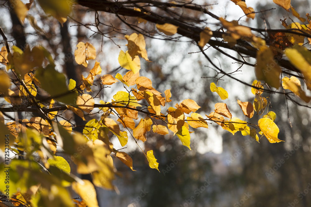 Autumn in the forest Autumn in the forest