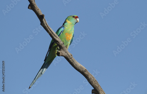 Ring-necked parrot with copy space
