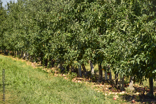 Apple orchard. Rows of trees and the fruit of the ground under the trees