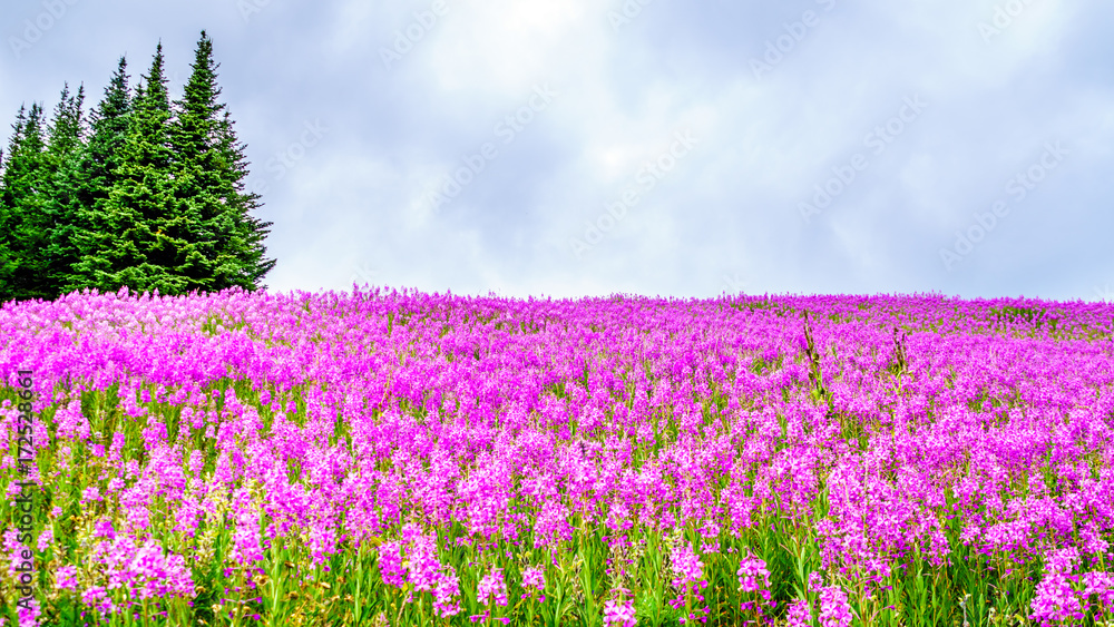 Hiking through alpine meadows covered in pink fireweed wildflowers in the high alpine near the village of Sun Peaks, in the Shuswap Highlands in central British Columbia Canada Hiking through alpine meadows covered in pink fireweed wildflowers in the high alpine near the village of Sun Peaks, in the Shuswap Highlands in central British Columbia Canada