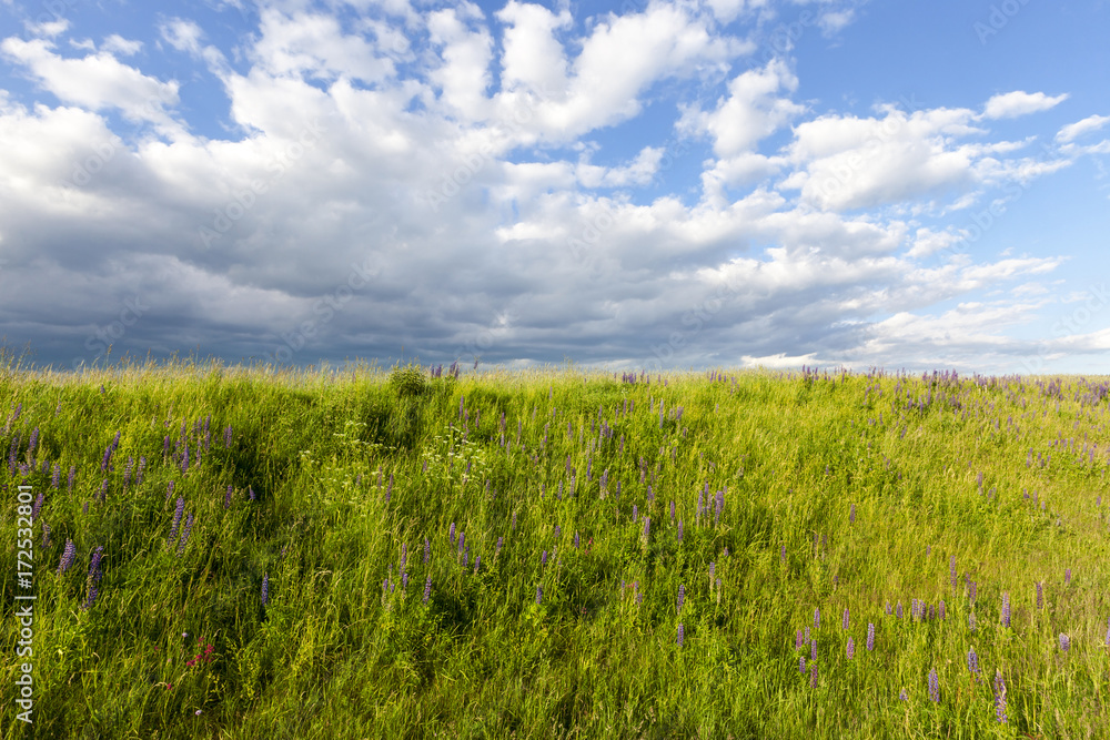 Obraz premium hill with lupine