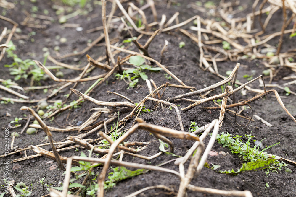 An agricultural field with a crop