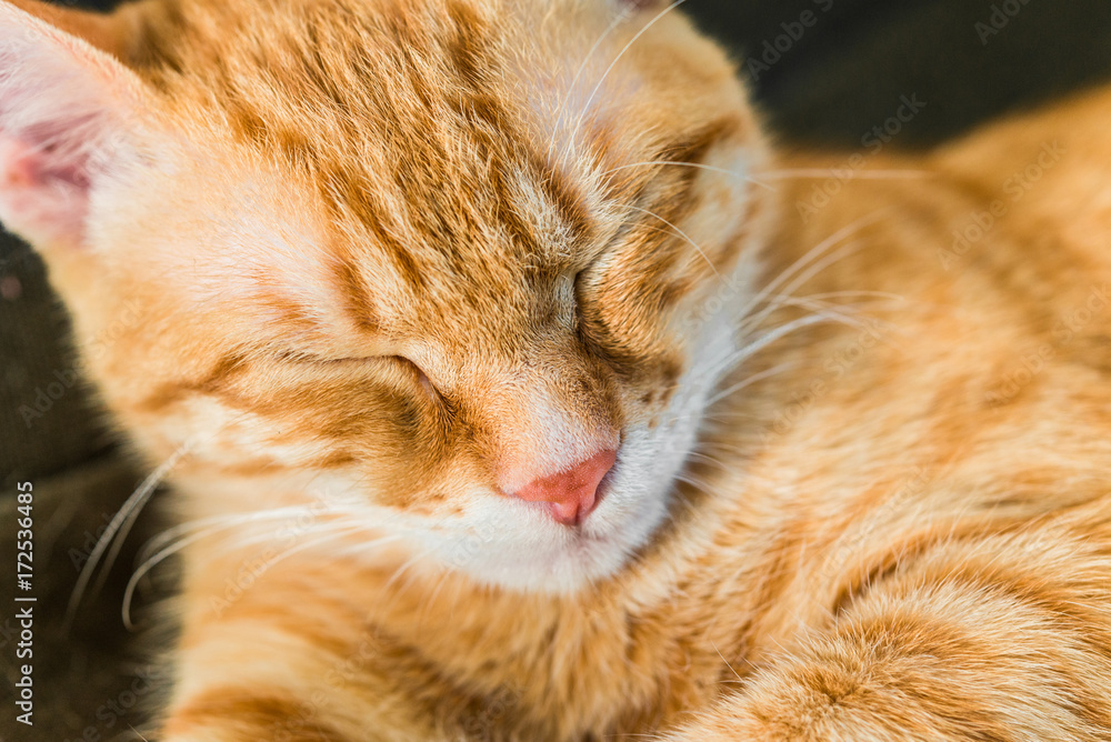 Cute orange tabby kitty cat sleeping