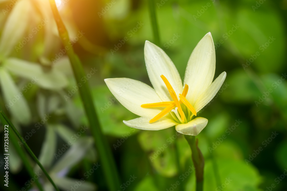 Beautiful rain lily flower. Zephyranthes Lily Beautiful rain lily flower. Zephyranthes Lily