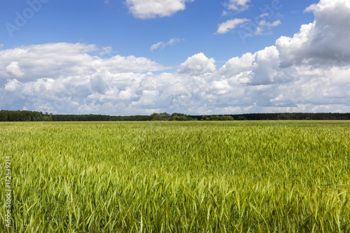 green wheat field