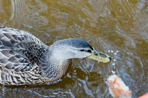 фотографія Female mallard duck eating bread in Eagle River, Wisconsin