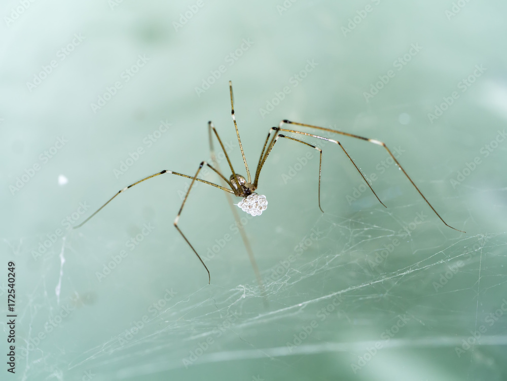 House spider long legs with eggs. House spider long legs with eggs.