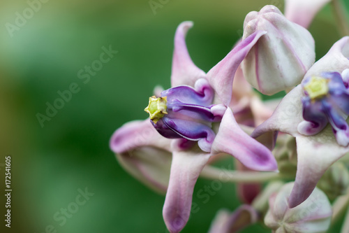 Close up of Violet Crown flower.