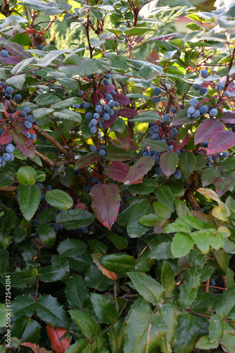 Berry Mahonia aquifolium
