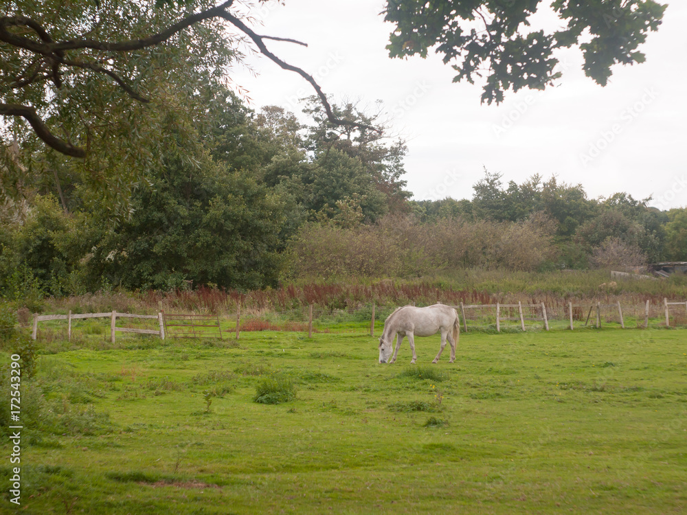 white horse outside grazing in field in uk white horse outside grazing in field in uk