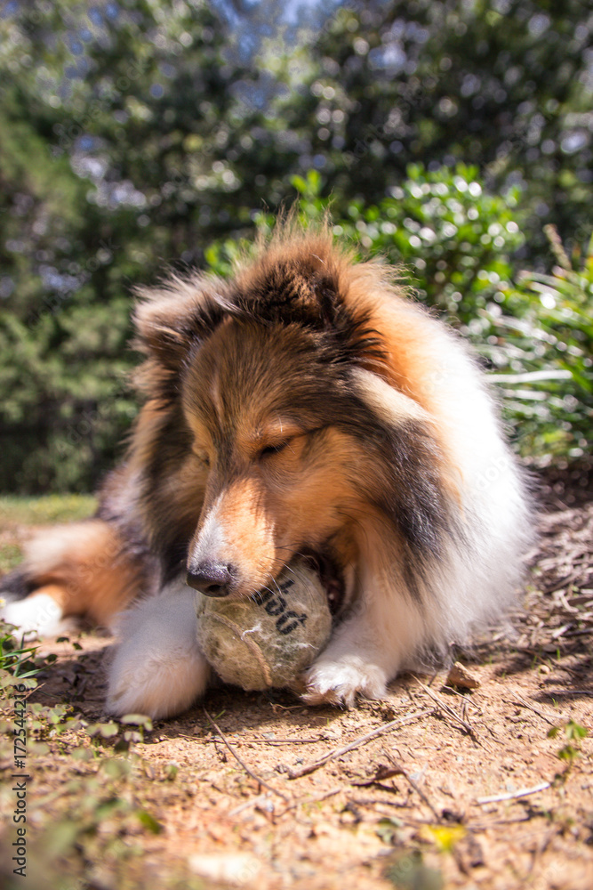 Dog with Ball Dog with Ball
