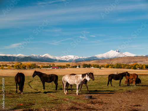 Herd of Horses in Front of Colorado s Rocky Mountain Front Range