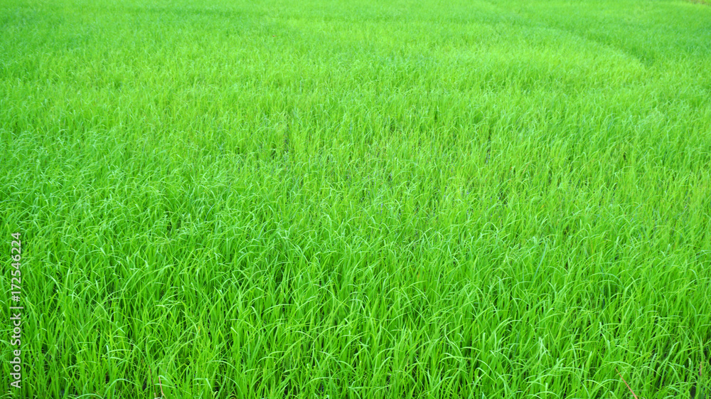 Rice paddy fields 