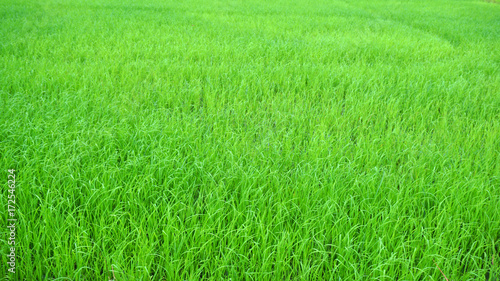 Rice paddy fields 