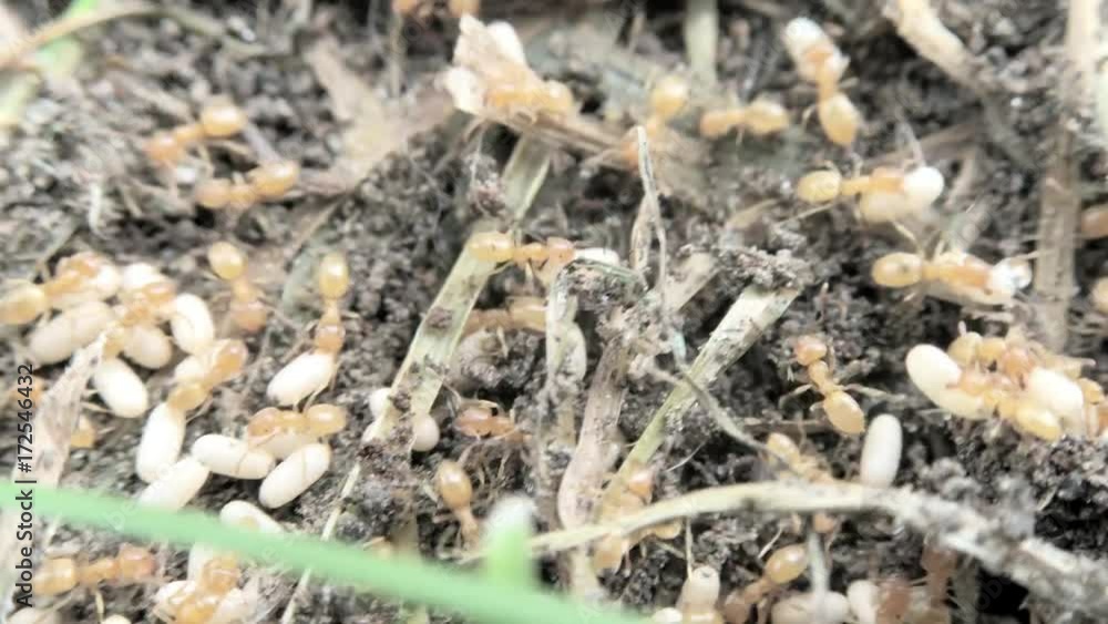Ants scurrying to bury their eggs underground. Ants scurrying to bury their eggs underground.