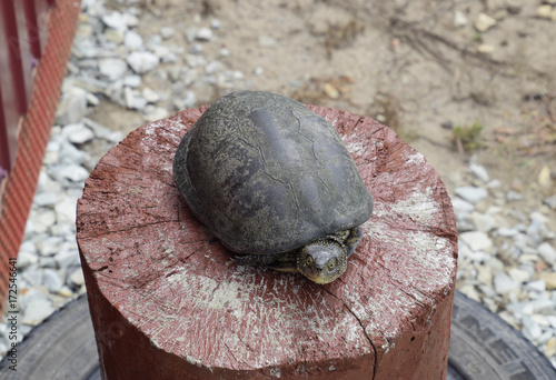 Tortoise on a wooden red stump. Ordinary river tortoise of temperate latitudes. The tortoise is an ancient reptile. photo