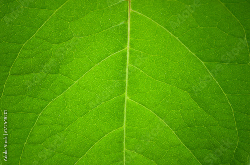 Green leaf close up texture pattern for spring background, environment and ecology concept design